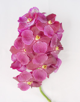 vanda